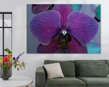 closeup van een paarse orchidee tegen een blauwe achtergrond