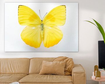 Bright yellow butterfly Phoebis philea art print - insects nature and travel photography by Christa Stroo photography