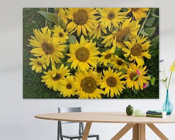 Des fleurs de tournesols au jardin sur Claude Laprise