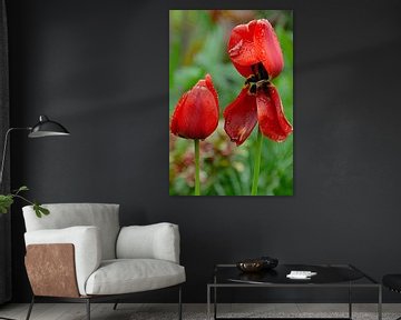 Blossom of a tulip by Hilke Maunder