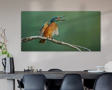 Kingfisher - Young kingfisher defends her spot by Kingfisher.photo - Corné van Oosterhout