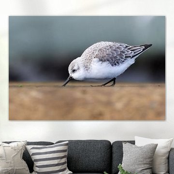 Foraging sanderling