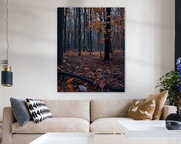 Forêt d'automne
