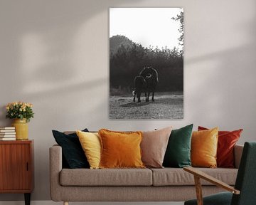 Jeunes chevaux se toilettant l'un l'autre | photographie de cheval | noir et blanc sur Laura Dijkslag