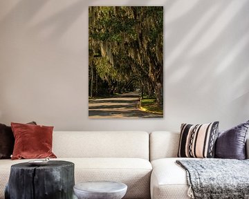 Oak avenue with Spanish moss in Saint Augustine in Florida by Alexander Ließ