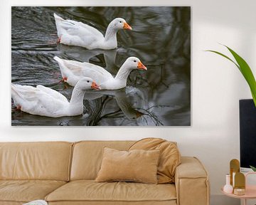 3 White Geese On The Water by Kristof Leffelaer