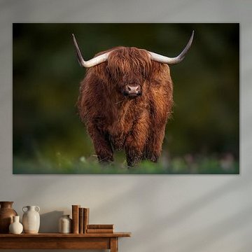 Een Schotse Hooglander met grote hoorns