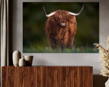 Een Schotse Hooglander met grote hoorns van Sylvia Photography