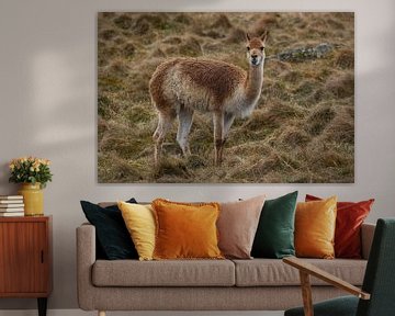 Gras etende lama in de dierentuin in Schotland van Sylvia Photography