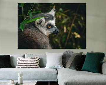 Ringtail Lemur by Tessa Koedam