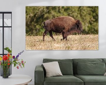 American bison in Texas. by Jaap van den Berg