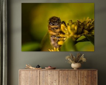 Macro photo of a honey bee by Jorick van Gorp