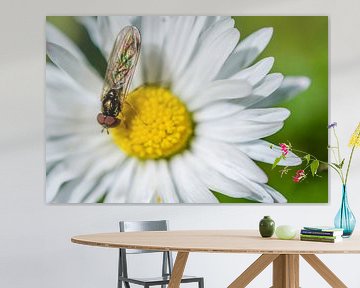 Schwebfliege auf einem Gänseblümchen von Jorick van Gorp