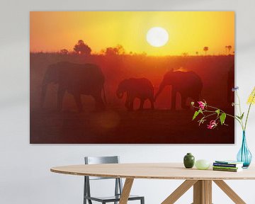 Elephants in the evening light. by Paul van Gaalen, natuurfotograaf