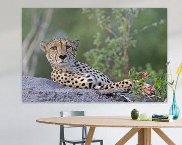 Cheeta in Botswana, Zuidelijk-Afrika van Paul van Gaalen, natuurfotograaf