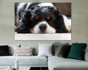 Süßer Cavalier King Charles Spaniel, Portrait von Maximilian Burnos