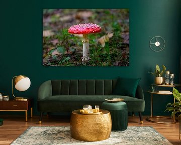 Wanddecoratie van een Rode paddenstoel met witte stippen van Kristof Leffelaer