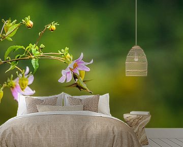 Volcano Hummingbird (Selasphorus flammula) by Richard Guijt Photography