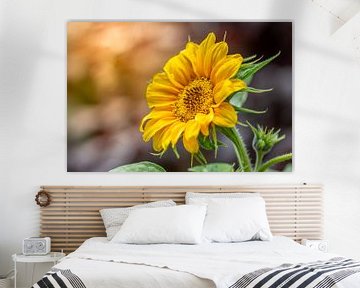 Natural still life with a sunflower during sunrise kosmt by John van de Gazelle fotografie