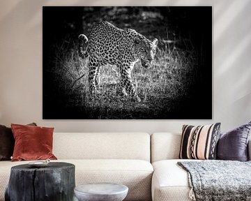 de kat van Botswana: de luipaard van Danny D'hulster
