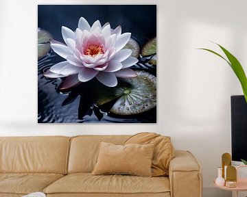 Water lily pink-white by TheXclusive Art