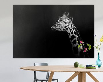 Giraffe by foto lica