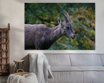 Portrait of a young ibex in living nature by Maximilian Burnos