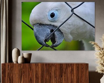 Papagei in Panama von Karel Frielink