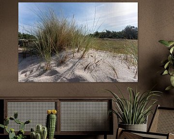 Dünen mit Strandgras am Strand der Ostsee, Halbinsel Darß. Nat