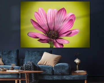 Gerbera rose sur Henk Egbertzen