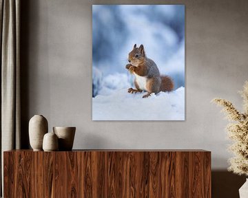 Squirrel in the snow. by Jeffery Cassiers