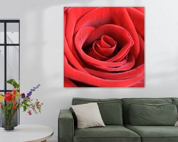 Red rose by Barbara Brolsma