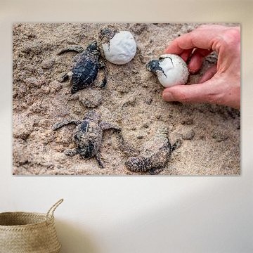 Kleine schildpadjes die net uit het ei geboren worden in Sri Lanka