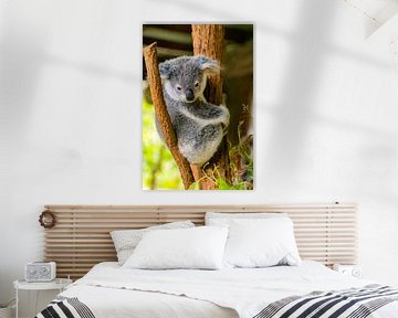 Koala in de boom van Robin Schalk