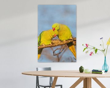 Mating pair of Rose-ringed parakeets affectionately grooming and by Andrew Balcombe