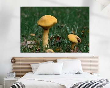 Wanddecoratie van Grote gele paddenstoelen tussen het groene gras van Kristof Leffelaer