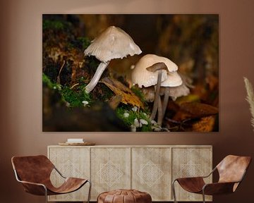 Wanddecoratie van Paddenstoelen tijdens de herfst in de regen van Kristof Leffelaer