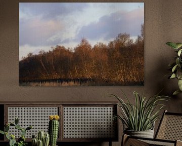 birch fringe in evening sun by Stobbe; natuurfotografie