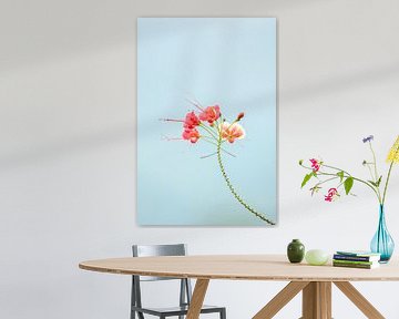 Elegante Eenvoud - Bloeiende Zomer - Peacock flowers van Femke Ketelaar