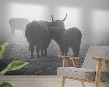 Schotse hooglanders in de mist van Petra Brouwer