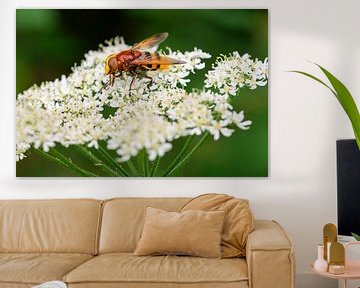 Wanddecoratie van Een Stadsreus Insect op een Witte Bloem van Kristof Leffelaer