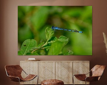 Wanddekoration mit einer Blue Azure Damselfly Libelle von Kristof Leffelaer
