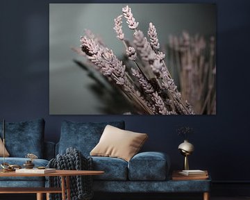 Lavender by Souhaila Chammachi