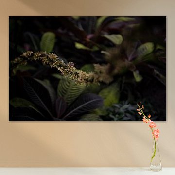 Entre couleurs et formes : Une promenade à travers la diversité des plantes