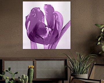 Tulp violet