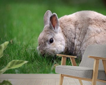 Een konijn zit in het gras en eet verse grassprieten van cuhle-fotos