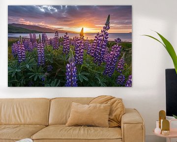Lupinen bij zonsondergang