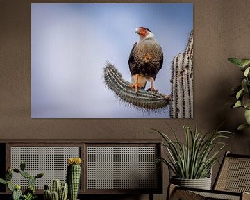 Crested caracara on cactus by Amanda Blom