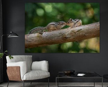 Two young Siberian ground squirrels by Amanda Blom