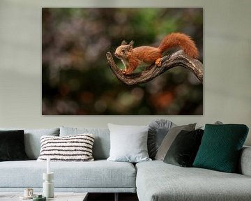 Baby Squirrel on branch by Amanda Blom